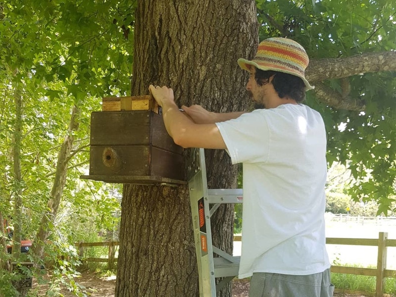 Ben working on a native bee hive tied to a tree