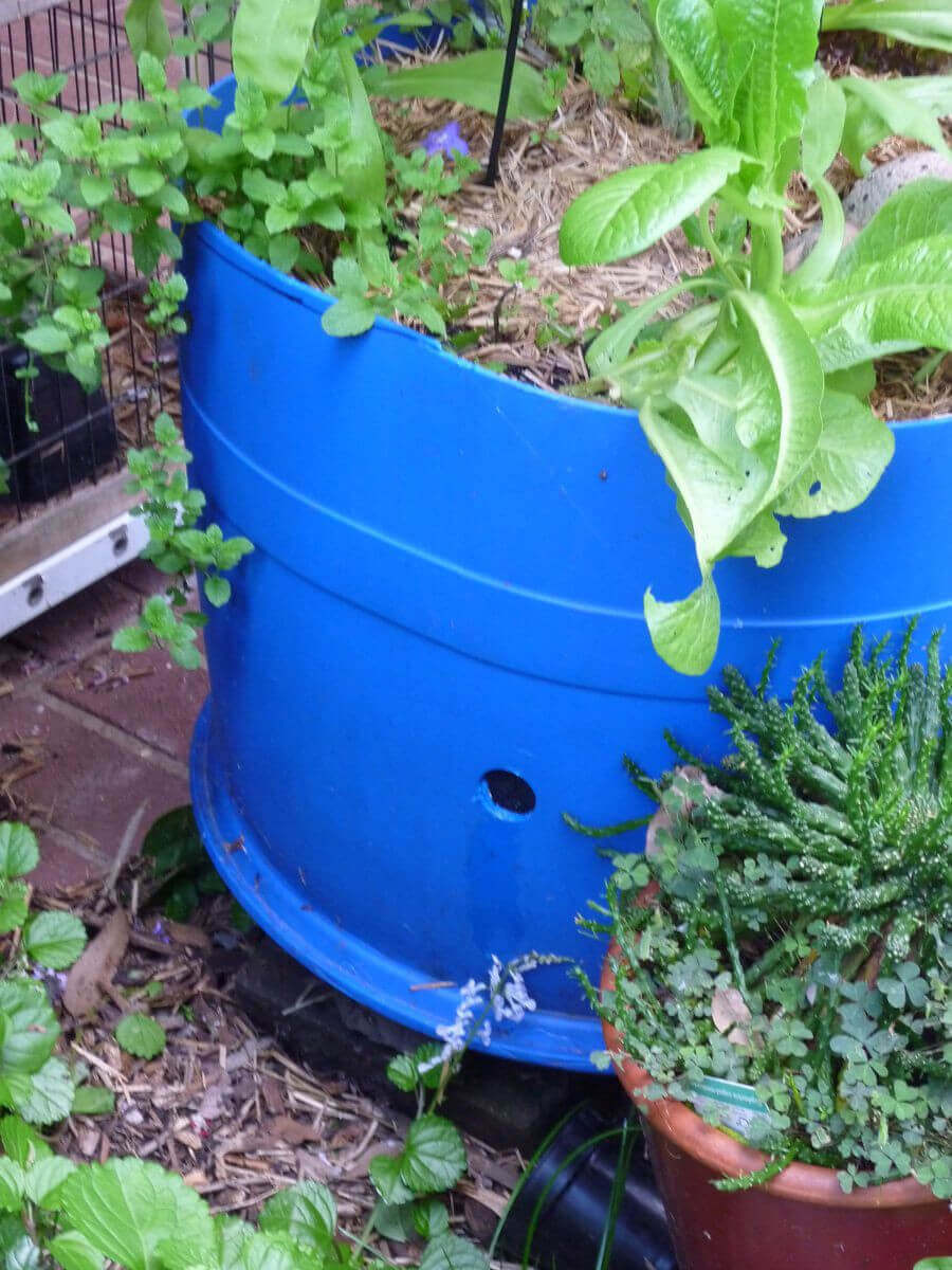 Half blue drum planted with vegies
