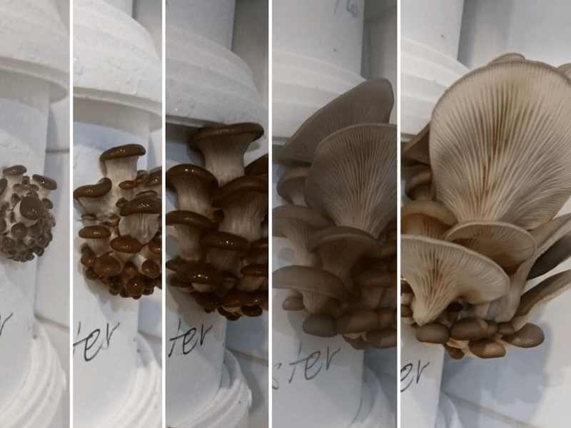 Collage of mushroom photos at different stages